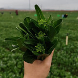 'Li Jian' 120-Day Sweet Choy Sum Seeds - High Yield, Sweet & Tender, Fiber-Free, Easy to Grow