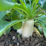 'Zao Luobo No. 13' White Radish Seeds - Fast-Growing, Smooth White Skin, Ideal for Warm Climates