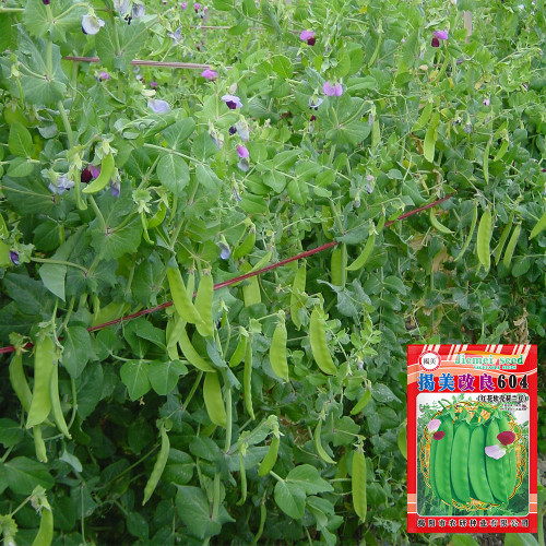 'Improved 604' Snow Pea Seeds - Mid-Season, High-Yield, Large Straight Pods, Adaptable Variety