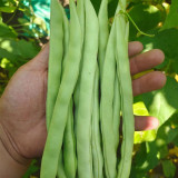 'Shuangqing No.38' Green Bean Seeds - Long, Sweet & Tender Pods, Disease Resistant, Fast Growing, Easy to Grow