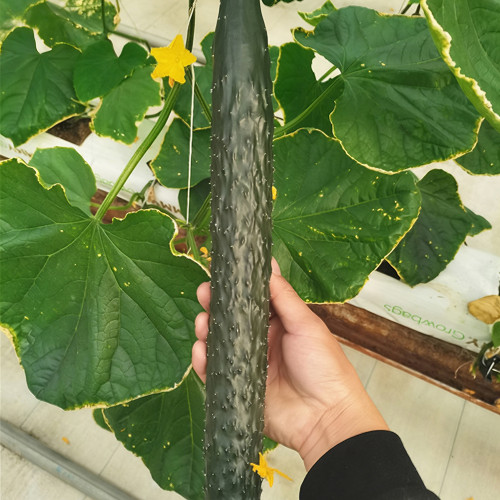 'Boya 816' Cucumber Seeds - Crisp Sweet Flesh, Vigorous Growth, High Fruit-Setting Rate, Strong Disease Resistance
