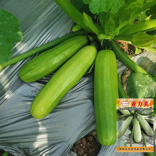 'Yalimei' Zucchini Seeds - Mid-Early Maturing, High Yield, Cold Tolerant, Disease Resistance & Extended Harvest Period