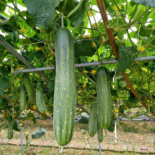 'Jiefeng No.8' Cucumber Seeds | F1 Hybrid, Uniform Fruit, Early-Mid Season, Heat & Disease Tolerant, Stable Yield