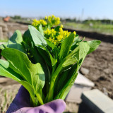 Guangdong Sijiu Choy Sum Seeds - Early Maturing Variety, High Yield, Premium Tender Shoots, Crisp Texture