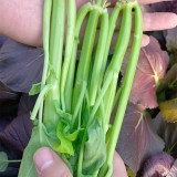 Trident Water Spinach Seeds - High Yield, Flexible Cultivation, Quick Harvest, High Commercial Value