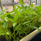 Trident Water Spinach Seeds - High Yield, Flexible Cultivation, Quick Harvest, High Commercial Value