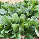 Ground-hugging Spinach Seeds - Disease Resistant, High Yield, Easy to Grow, Compact Growth