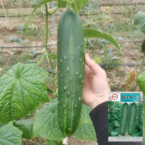 'Jiefeng No.8' Cucumber Seeds | F1 Hybrid, Uniform Fruit, Early-Mid Season, Heat & Disease Tolerant, Stable Yield