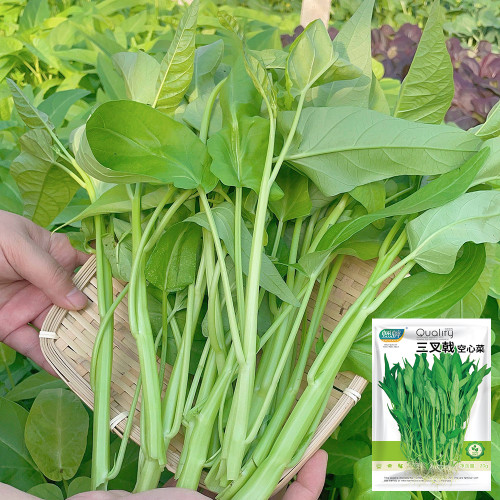 Trident Water Spinach Seeds - High Yield, Flexible Cultivation, Quick Harvest, High Commercial Value
