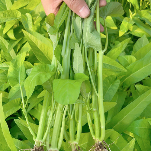 Trident Water Spinach Seeds - High Yield, Flexible Cultivation, Quick Harvest, High Commercial Value