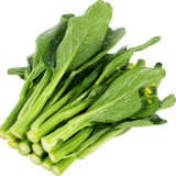 Guangdong Sijiu Choy Sum Seeds - Early Maturing Variety, High Yield, Premium Tender Shoots, Crisp Texture