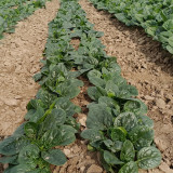 Ground-hugging Spinach Seeds - Disease Resistant, High Yield, Easy to Grow, Compact Growth