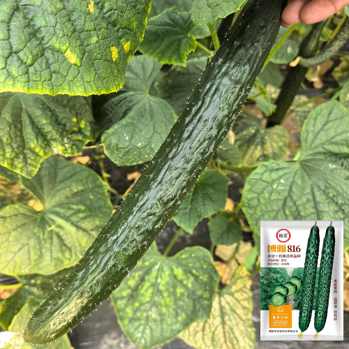 'Boya 816' Cucumber Seeds - Crisp Sweet Flesh, Vigorous Growth, High Fruit-Setting Rate, Strong Disease Resistance