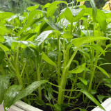 Trident Water Spinach Seeds - High Yield, Flexible Cultivation, Quick Harvest, High Commercial Value