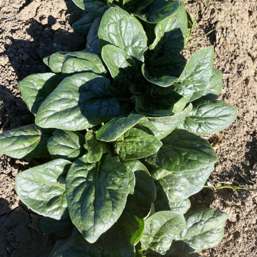 Ground-hugging Spinach Seeds - Disease Resistant, High Yield, Easy to Grow, Compact Growth