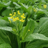 Guangdong Sijiu Choy Sum Seeds - Early Maturing Variety, High Yield, Premium Tender Shoots, Crisp Texture