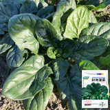 Ground-hugging Spinach Seeds - Disease Resistant, High Yield, Easy to Grow, Compact Growth