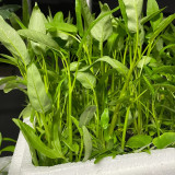 Trident Water Spinach Seeds - High Yield, Flexible Cultivation, Quick Harvest, High Commercial Value