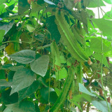 'Nongdianzan' Winged Bean Seeds - Four-Angled & Nutrient-Rich Pods, Drought Tolerant, Easy to Grow