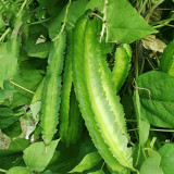 'Nongdianzan' Winged Bean Seeds - Four-Angled & Nutrient-Rich Pods, Drought Tolerant, Easy to Grow