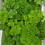 Curly Leaf Parsley Seeds - Cold-Hardy Herb, High Germination Rate, Ideal for Home Gardening