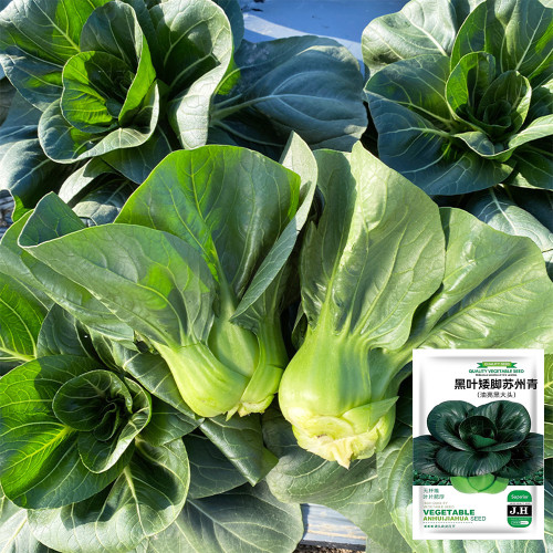 'Suzhou Green' Black-leaf Dwarf Bok Choy Seeds - High-Yielding, Disease-Resistant, Heat & Cold Tolerant