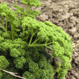 Curly Leaf Parsley Seeds - Cold-Hardy Herb, High Germination Rate, Ideal for Home Gardening
