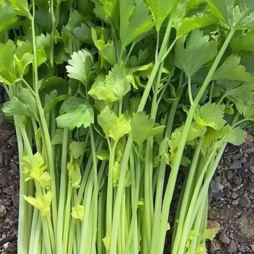 Four Seasons Fragrant Celery Seeds - High-Yield Compact Variety, Easy to Manage, Suitable for Beginners