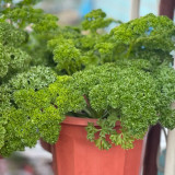 Curly Leaf Parsley Seeds - Cold-Hardy Herb, High Germination Rate, Ideal for Home Gardening