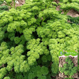 Curly Leaf Parsley Seeds - Cold-Hardy Herb, High Germination Rate, Ideal for Home Gardening