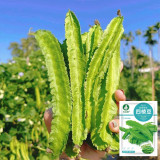 'Nongdianzan' Winged Bean Seeds - Four-Angled & Nutrient-Rich Pods, Drought Tolerant, Easy to Grow