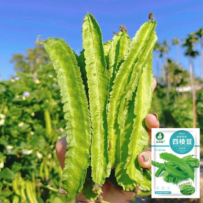 'Nongdianzan' Winged Bean Seeds - Four-Angled & Nutrient-Rich Pods, Drought Tolerant, Easy to Grow