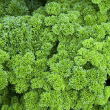 Curly Leaf Parsley Seeds - Cold-Hardy Herb, High Germination Rate, Ideal for Home Gardening