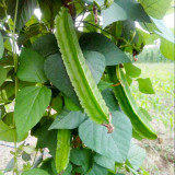 'Nongdianzan' Winged Bean Seeds - Four-Angled & Nutrient-Rich Pods, Drought Tolerant, Easy to Grow
