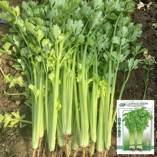 Four Seasons Fragrant Celery Seeds - High-Yield Compact Variety, Easy to Manage, Suitable for Beginners