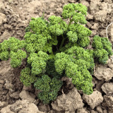 Curly Leaf Parsley Seeds - Cold-Hardy Herb, High Germination Rate, Ideal for Home Gardening