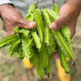 'Nongdianzan' Winged Bean Seeds - Four-Angled & Nutrient-Rich Pods, Drought Tolerant, Easy to Grow