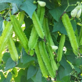 'Nongdianzan' Winged Bean Seeds - Four-Angled & Nutrient-Rich Pods, Drought Tolerant, Easy to Grow