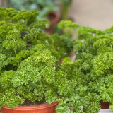 Curly Leaf Parsley Seeds - Cold-Hardy Herb, High Germination Rate, Ideal for Home Gardening