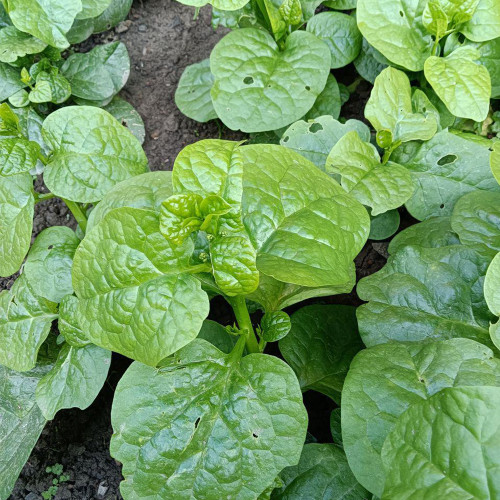 'Nongdianzan' Creamy Malabar Spinach Seeds - Tender Succulent Leaves, High Nutrition, Fast-Growing Variety
