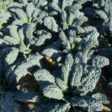 Dinosaur Kale Seeds - Cold-Tolerant Hybrid Variety, Flexible Planting Seasons, High Yield