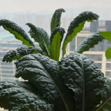 Dinosaur Kale Seeds - Cold-Tolerant Hybrid Variety, Flexible Planting Seasons, High Yield