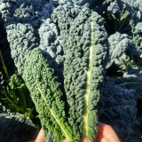 Dinosaur Kale Seeds - Cold-Tolerant Hybrid Variety, Flexible Planting Seasons, High Yield