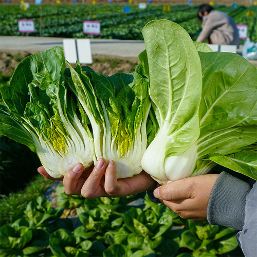'Hefeng' Dwarf Bok Choy Seeds | Cold Tolerant, High-Yield, Disease Resistant, Fast Growing Variety