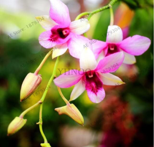 Dendrobium Orchid Flower Potted Garden Seed Plant for Home Balcony - (Color: 11)