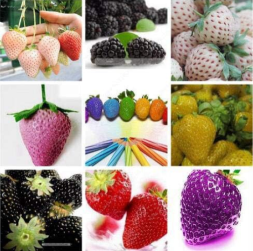 Japanese Strawberry Berry Sweet Fruit Indoor Outdoor Plant Seeds (Color: 15)