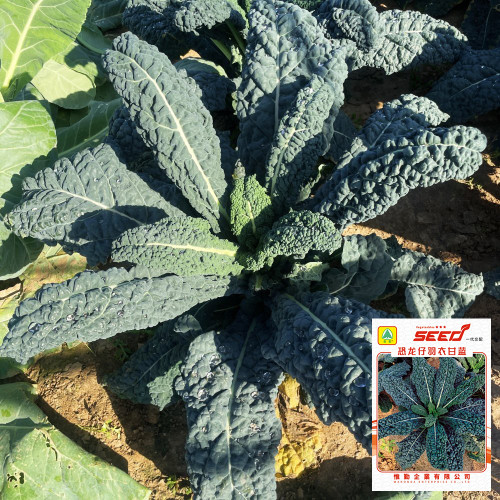 Dinosaur Kale Seeds - Cold-Tolerant Hybrid Variety, Flexible Planting Seasons, High Yield