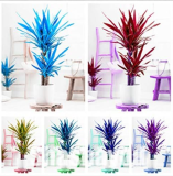 Yucca Seed Potted Plants Indoor/Outdoor Pot Seed (Color: Mixed)
