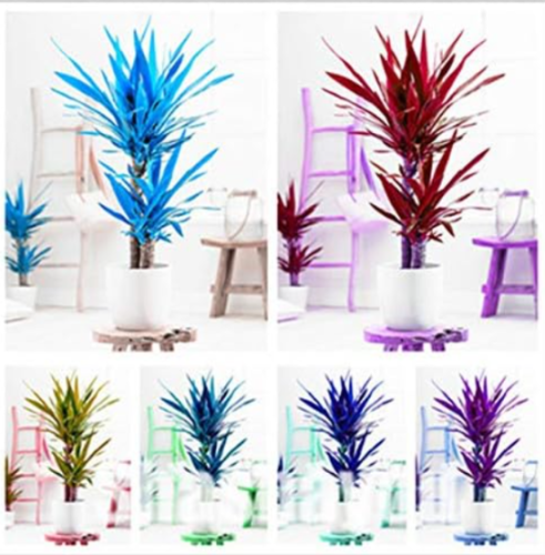 Yucca Seed Potted Plants Indoor/Outdoor Pot Seed (Color: Mixed)