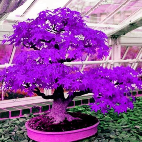 Japanese Purple Ghost Maple Tree Seeds